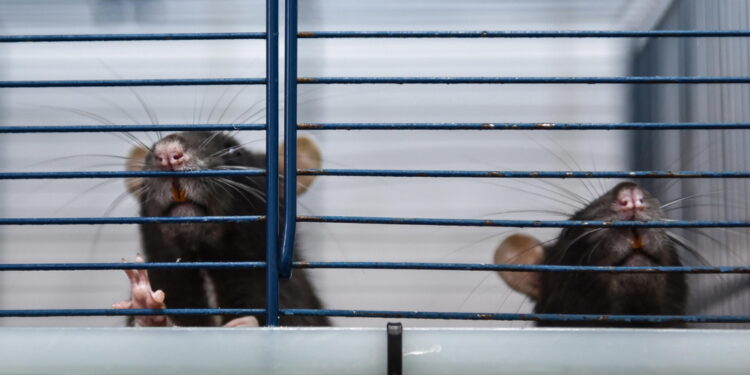 Carabinieri intervengono in una scuola a Napoli
