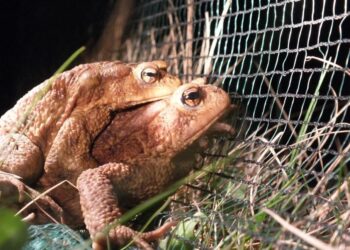 Come ogni anno si cercano persone per evitare che vengano travolti per strada