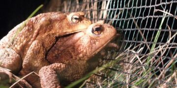 Come ogni anno si cercano persone per evitare che vengano travolti per strada