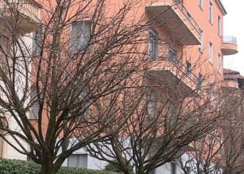 ciliegi di via XX Settembre