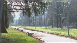 Ciliegi Giardini a Lago Pd