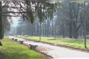 Ciliegi Giardini a Lago Pd