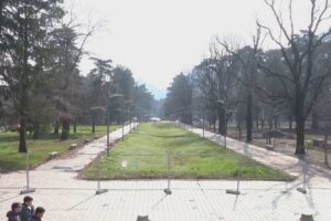 Ciliegi dei Giardini a Lago. La battaglia bipartisan contro il sindaco: “Scelta insensata”