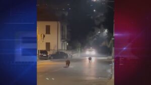 Animali selvatici, 300 incidenti in un anno in provincia di Como, mozione di Dotti e Zamperini