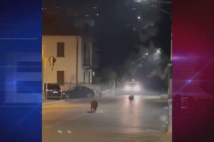 Animali selvatici, 300 incidenti in un anno in provincia di Como, mozione di Dotti e Zamperini