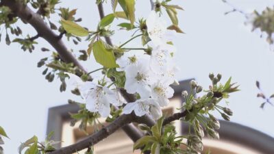 Ciliegi di via XX Settembre, il sindaco alla Soprintendenza: “Non ha dato motivazioni riscontrabili”