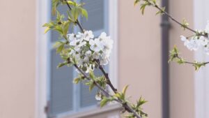 Como, sbocciano i primi fiori sui ciliegi della discordia. In via Aldo Moro peri già in fiore
