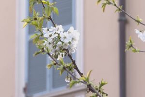 Como, sbocciano i primi fiori sui ciliegi della discordia. In via Aldo Moro peri già in fiore