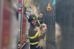 Si arrampica per inseguire un uccellino e resta bloccato, Rufus salvato dai vigili del fuoco