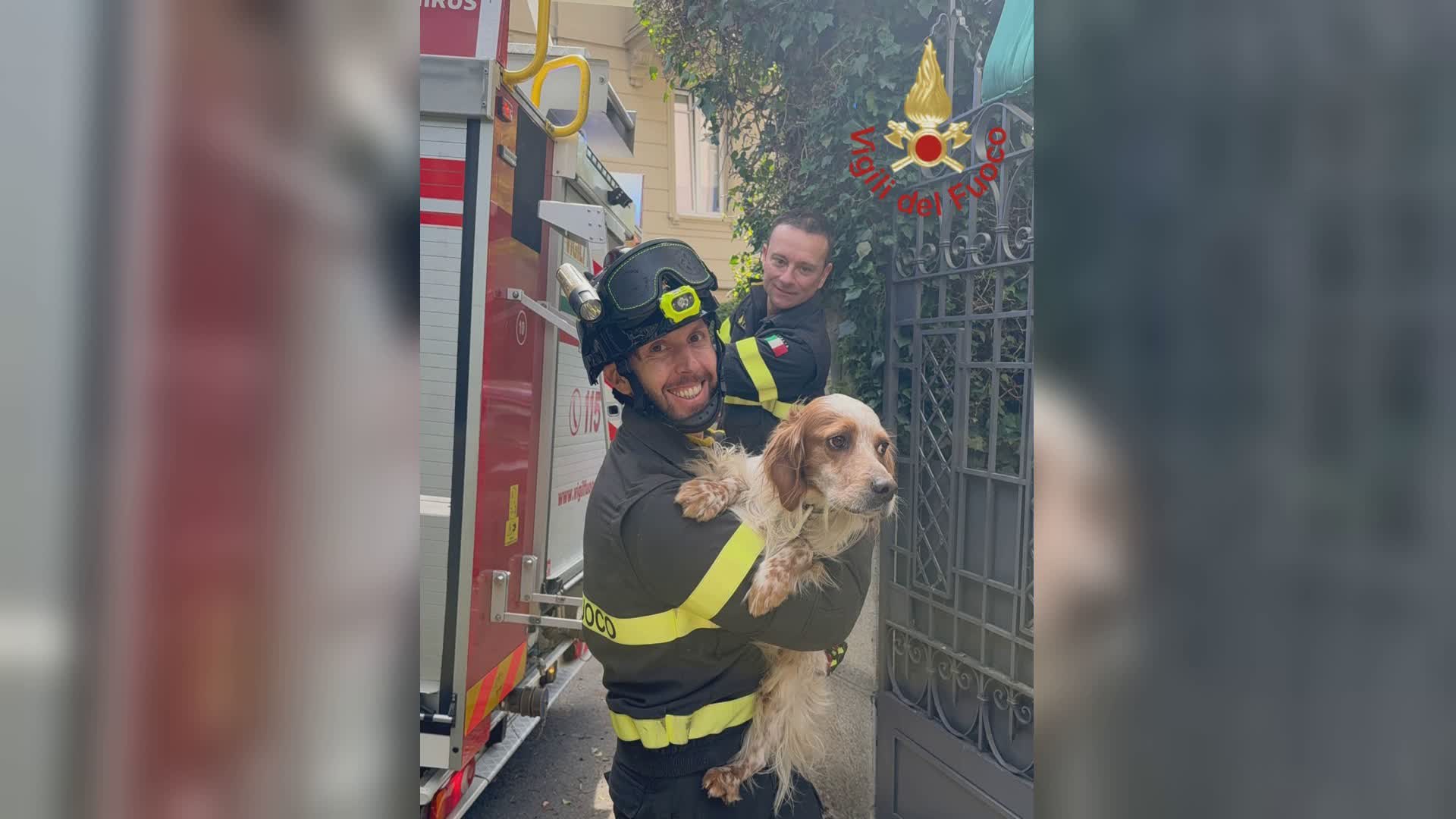 Si arrampica per inseguire un uccellino e resta bloccato, Rufus salvato dai vigili del fuoco