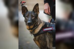 Cantù, 85enne disperso da ore: ritrovato nei boschi scalzo, infreddolito ma cosciente