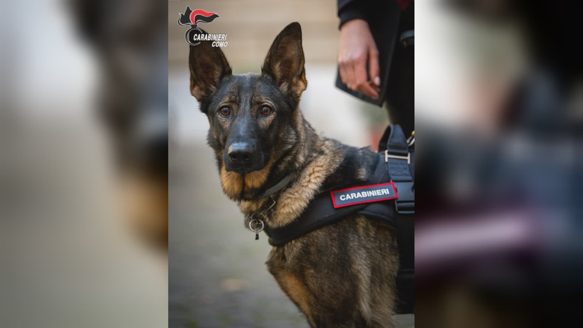 Cantù, 85enne disperso per ore: ritrovato nei boschi scalzo, infreddolito ma cosciente