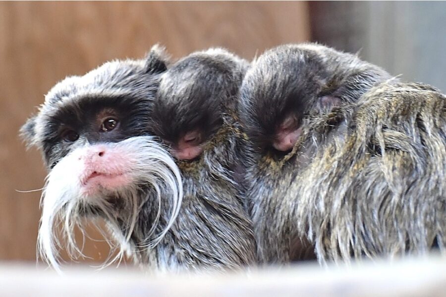 Tra le scimmie più piccole e particolari del mondo