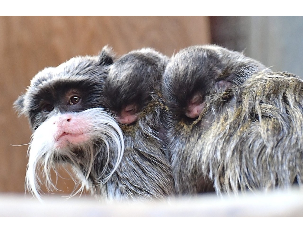 Al Bioparco di Roma sono nati due tamarini imperatore