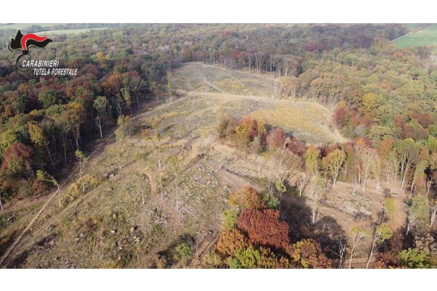 Taglio illegale di alberi al Parco della Mandria