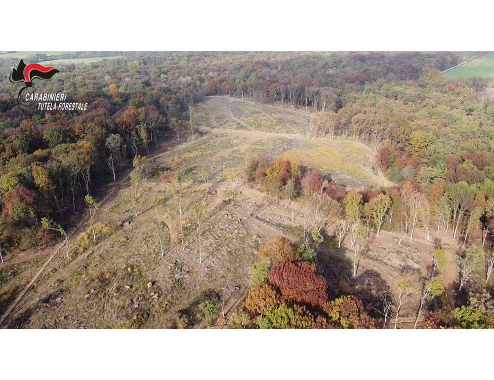 Bosco distrutto e legname rivenduto, danni per 37 ettari alle porte di Torino