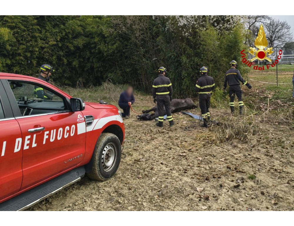 Cade in un fosso, cavallo salvato dai vigili del fuoco