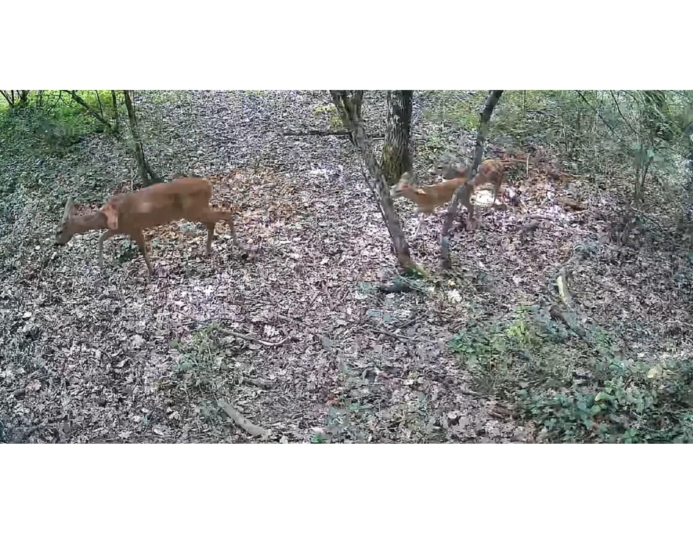 Capriolo lo carica e lo colpisce al petto, muore uomo in mountain bike