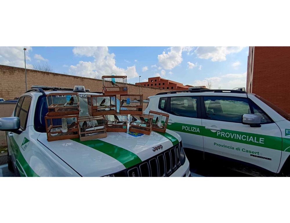 Cardellini catturati e accecati per farli cantare meglio