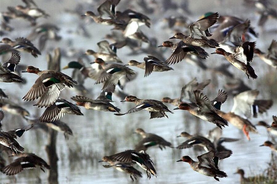 Asl agisce a Campi Bisenzio