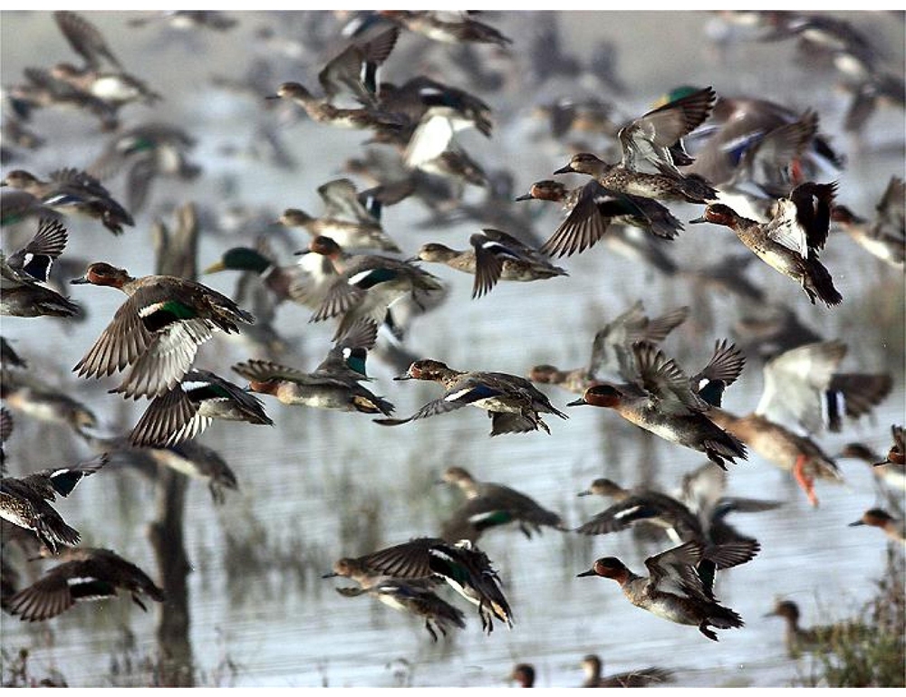 Caso di aviaria in un allevamento, soppressi 1.000 volatili in 12 ore