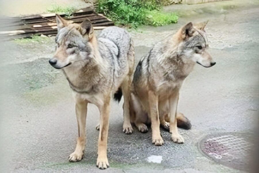 Il Comune di Supersano ai cittadini 'fate attenzione'