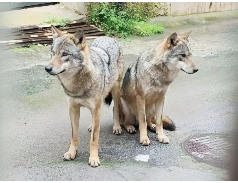 Due lupi a spasso in pieno giorno in cittadina del Salento