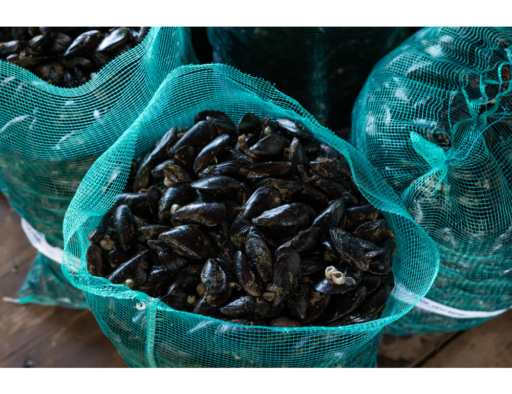 Epatite A: allevatori di cozze, ‘bene controlli ma attenti agli abusivi’