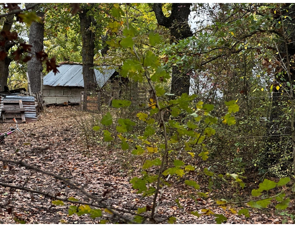 Famiglia nel bosco, Marsilio ‘decisione inopportuna e sproporzionata’