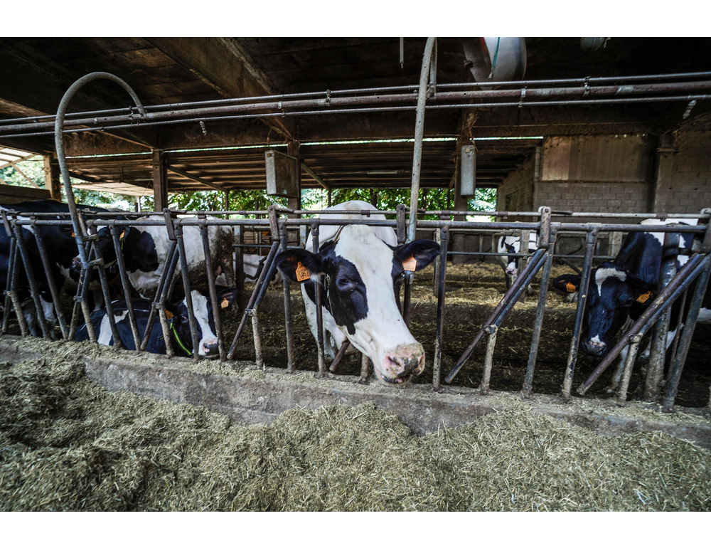 Frode da oltre 20 milioni nel commercio di bovini a Cuneo