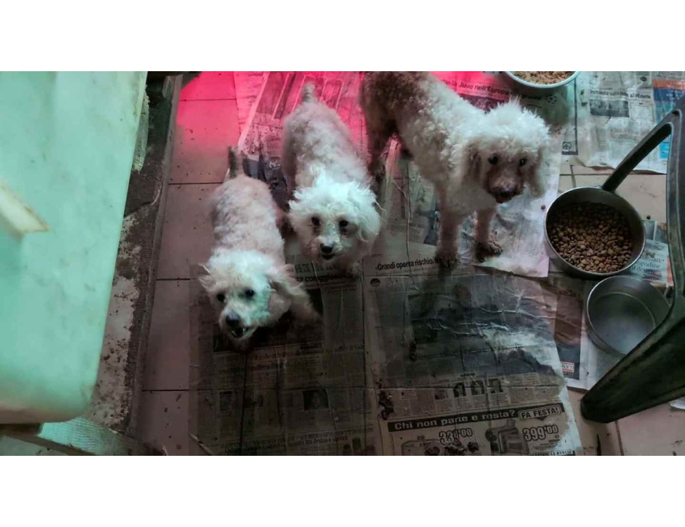 La nuova frontiera degli ecoreati, il traffico dei barboncini