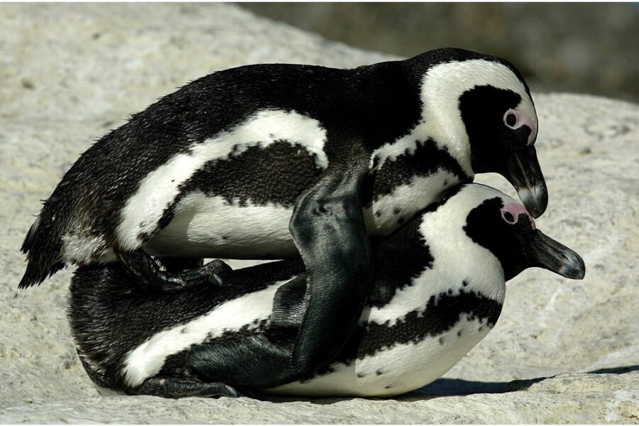 La società piemontese in meno di due anni arriva a tre strutture zoologiche