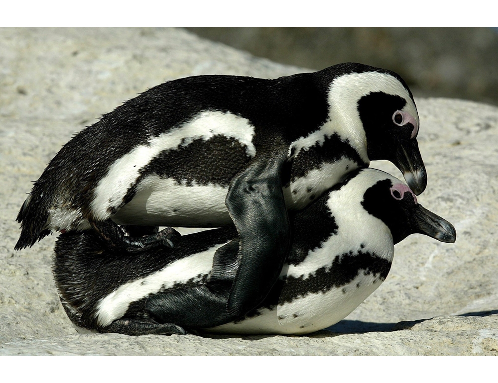 Openature acquisisce Zoomarine, dopo Zoom e Natura Viva