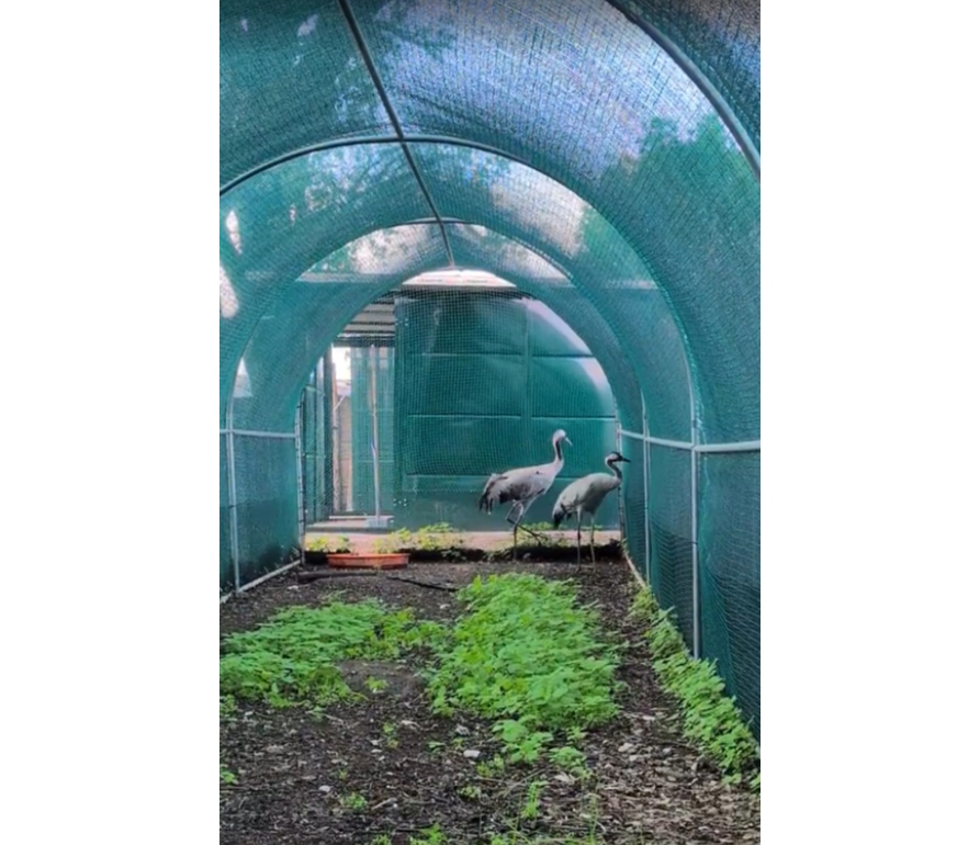 Rimasero ferite durante la migrazione, due Gru tornano a volare