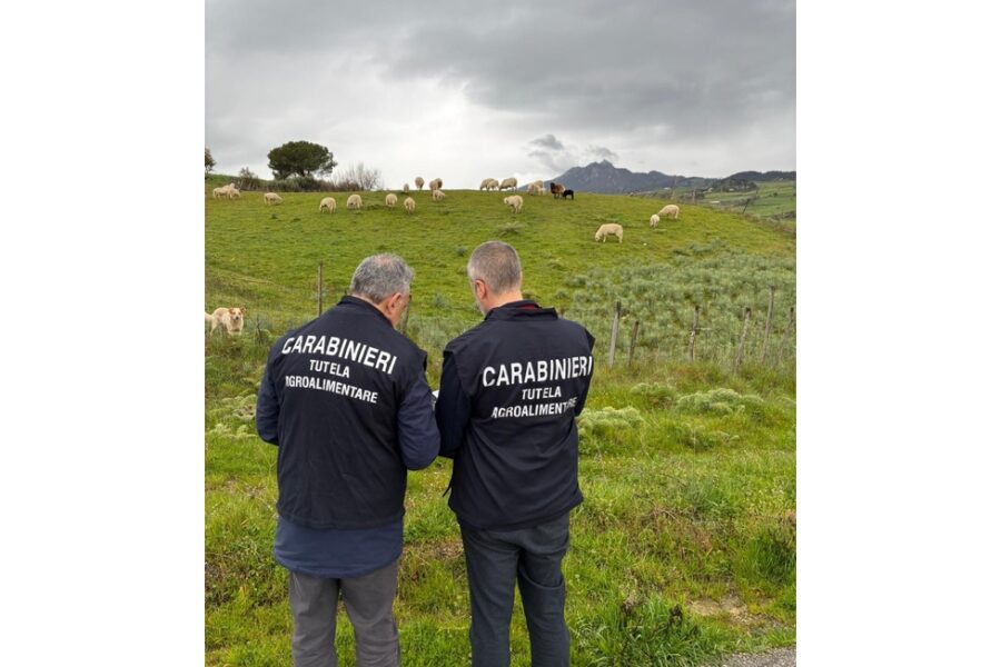 Inchiesta su contributi per 'pascolamento'