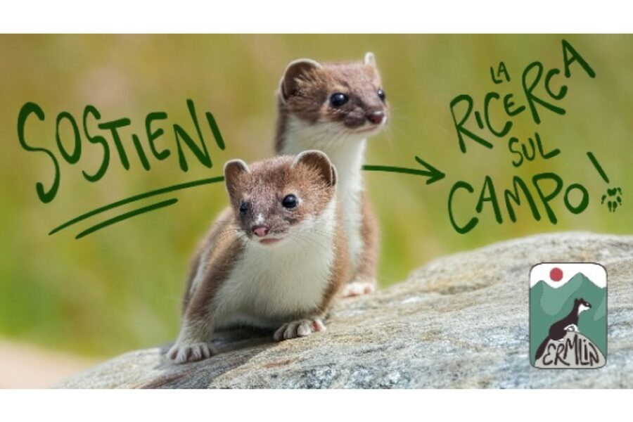 Da mascotte delle Olimpiadi Milano Cortina al rischio di estinzione