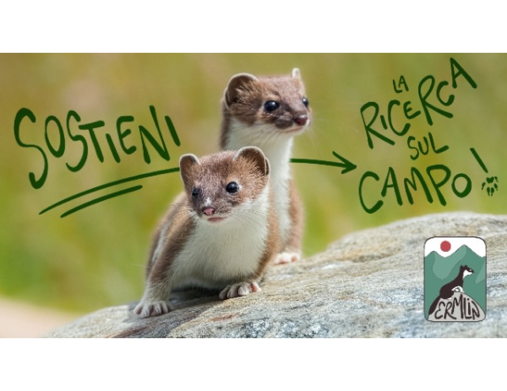 Università di Torino, un crowfunding per salvare l’ermellino