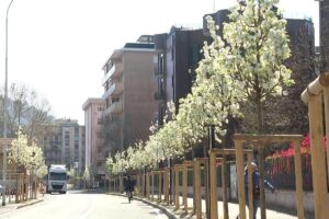Como, sbocciano i primi fiori sui ciliegi della discordia. In via Aldo Moro peri già in fiore