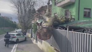 Breccia, grosso albero sradicato dal vento finisce sull’abitazione