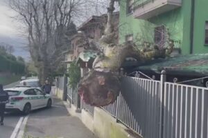 Breccia, grosso albero sradicato dal vento finisce sull’abitazione