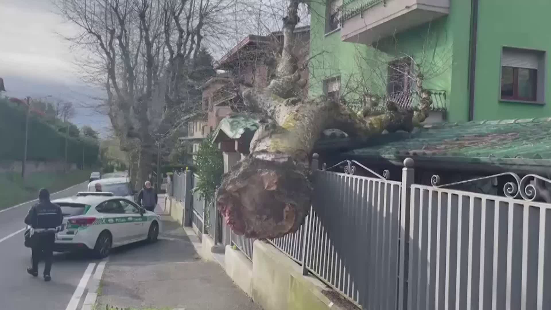 Breccia, grosso albero sradicato dal vento finisce sull’abitazione
