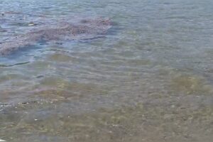 Emergenze ambientali, record storico nel 2025: Como terza provincia con 72 segnalazioni