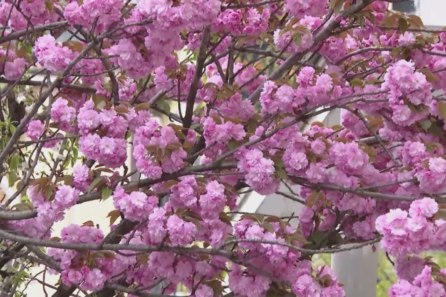 Ciliegi di Como, nuovo round. Rapinese: “Qui qualcuno mente. Prima del 1957 non c’erano”