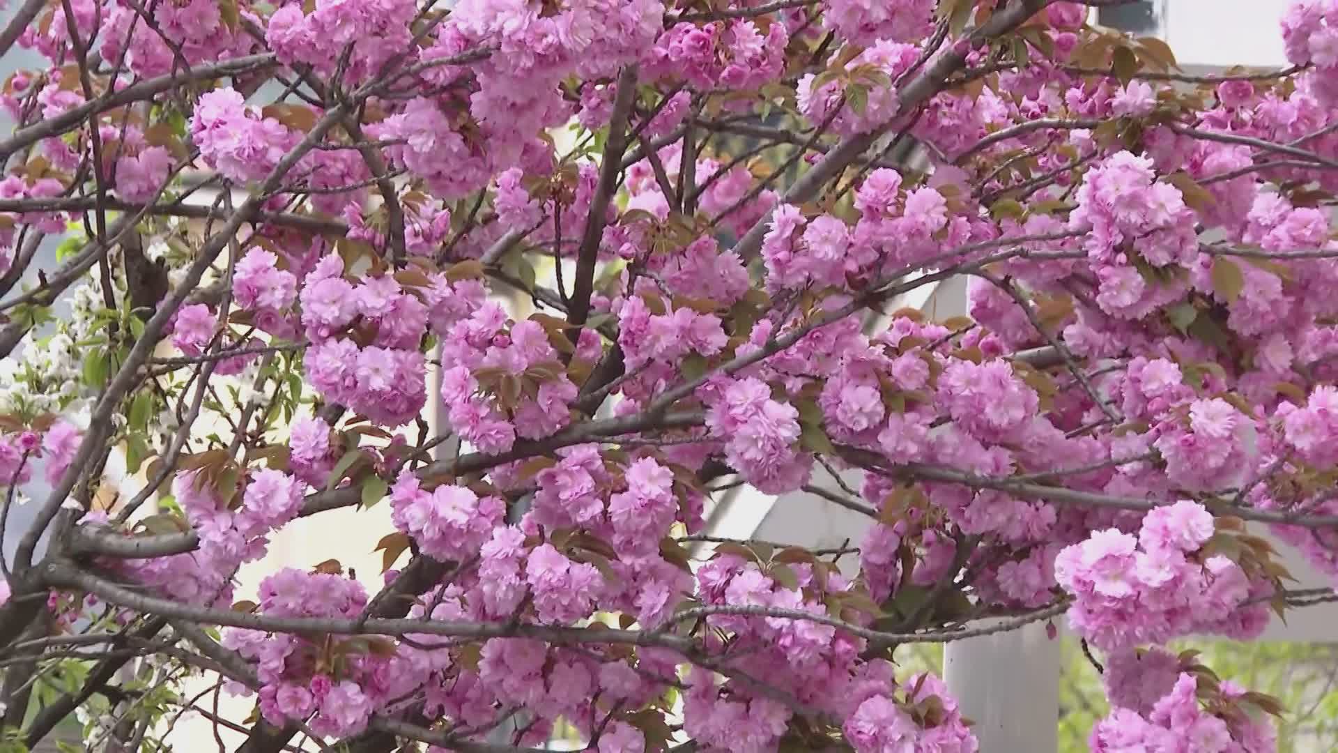 Ciliegi di Como, nuovo round. Rapinese: “Qui qualcuno mente. Prima del 1957 non c’erano”