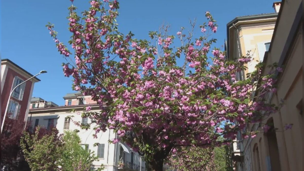 Ciliegi, il giallo sulle presunte firme irregolari: interviene il sindaco. Forgione minaccia querela