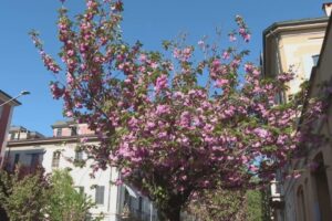 Ciliegi, il giallo sulle presunte firme irregolari: interviene il sindaco. Forgione minaccia querela