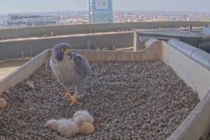 Falchi del Pirellone, due nuovi nati a Pasquetta. Si allarga la famiglia di Giò e Giulia