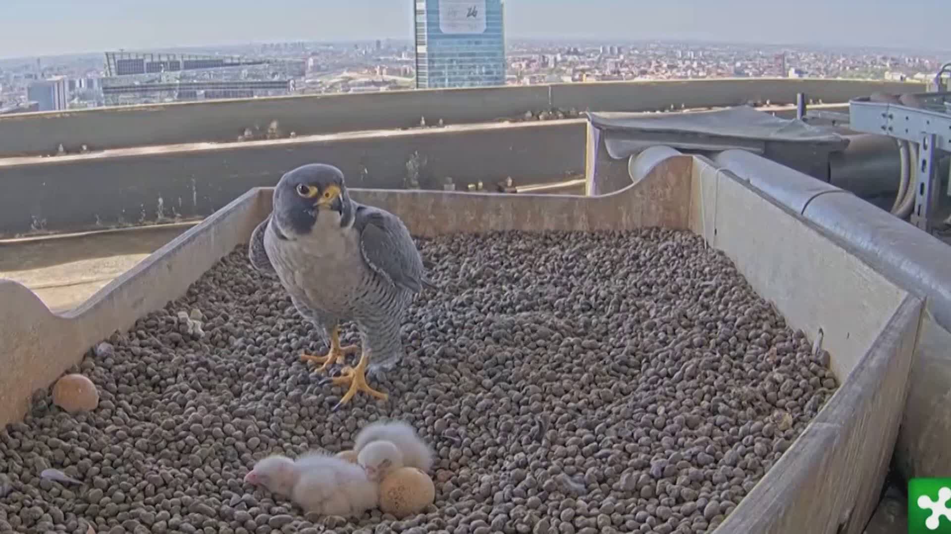 Falchi del Pirellone, due nuovi nati a Pasquetta. Si allarga la famiglia di Giò e Giulia