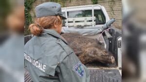 Como, cinghiale investito in via Napoleona. E’ accaduto stamattina
