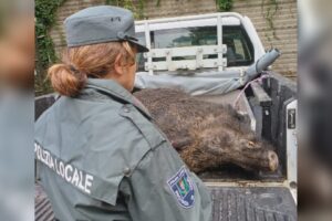 Como, cinghiale investito in via Napoleona. E’ accaduto stamattina
